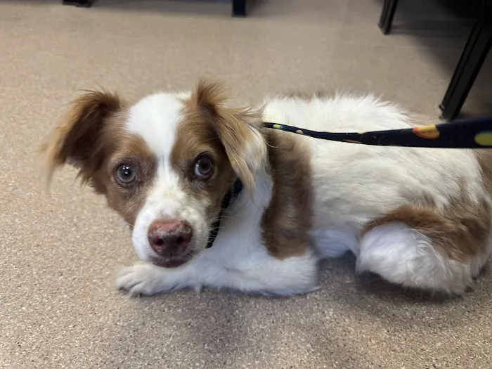 Fort Carson Veterinary Services 12