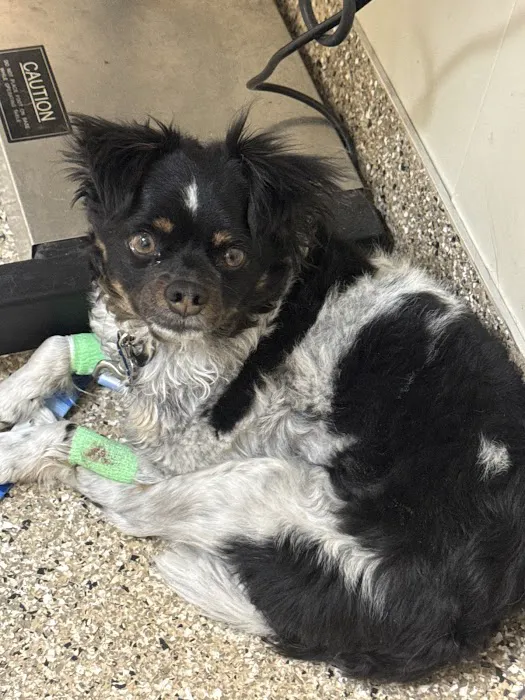 Fort Carson Veterinary Services 12