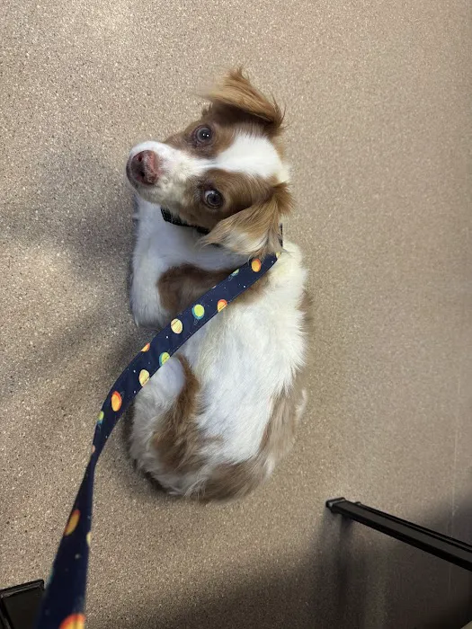 Fort Carson Veterinary Services 12