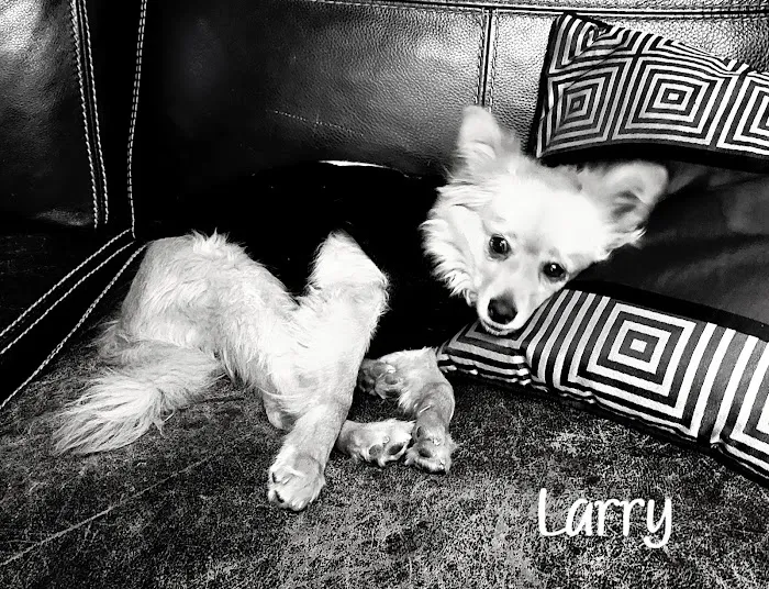 Fountain Creek Veterinary Clinic LLC 12