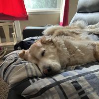 Fountain Creek Veterinary Clinic LLC ico