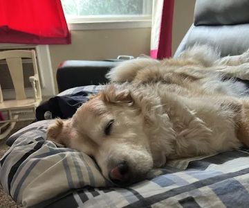 Fountain Creek Veterinary Clinic LLC