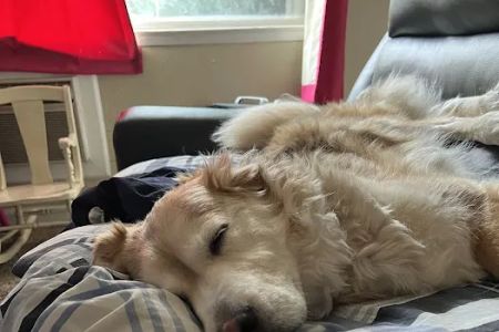 Fountain Creek Veterinary Clinic LLC