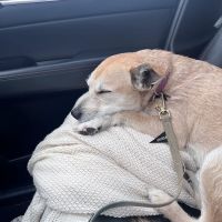 Village Center Veterinary Care ico