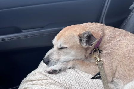 Village Center Veterinary Care