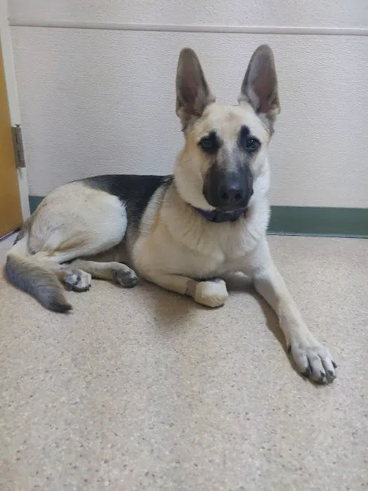 Mountain Shadows Pet Hospital 12