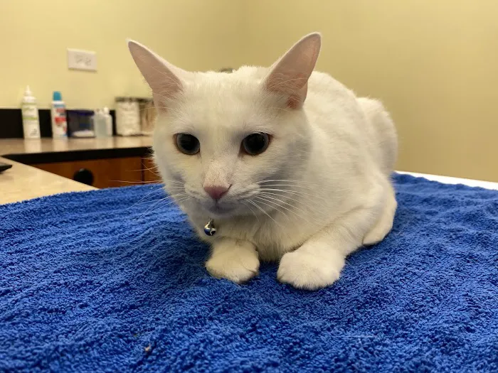 Animal Hospital of Springfield, LLC 12