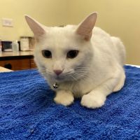 Animal Hospital of Springfield, LLC ico