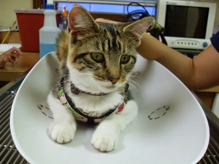 White Oaks West Animal Hospital 9