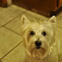 White Oaks West Animal Hospital ico