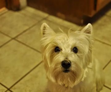 White Oaks West Animal Hospital