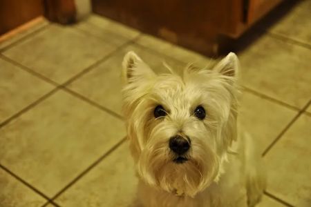 White Oaks West Animal Hospital