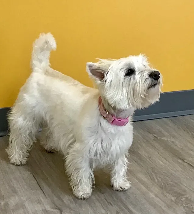 White Oaks West Animal Hospital 5
