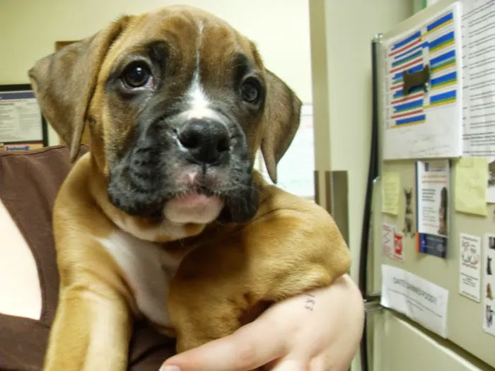 White Oaks West Animal Hospital 4