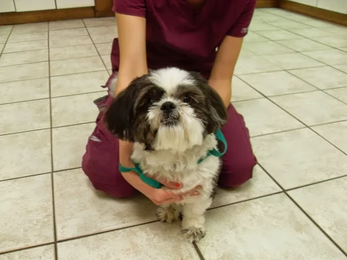 White Oaks West Animal Hospital 7