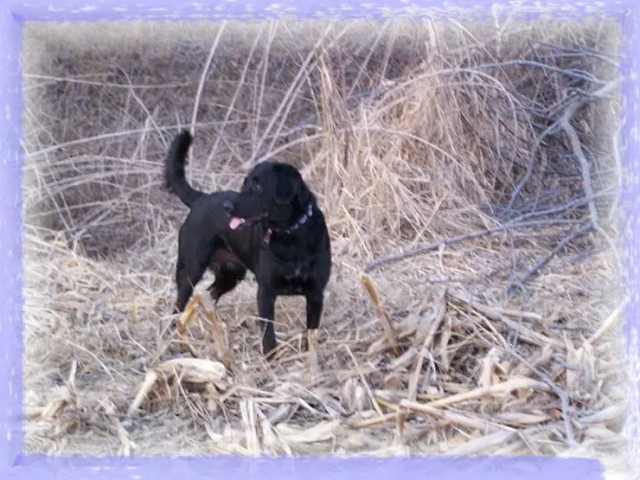 Brewer Animal Hospital 12