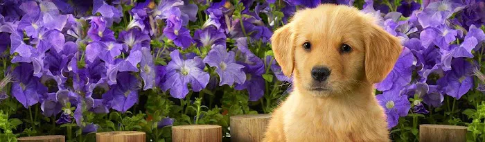 Brewer Animal Hospital 12