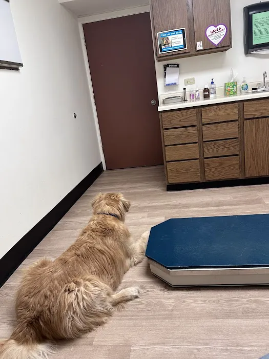 Brewer Animal Hospital: Thornburg Thomas A DVM 12