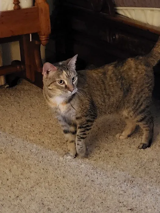 Brewer Animal Hospital: Thornburg Thomas A DVM 12