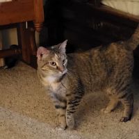 Brewer Animal Hospital: Thornburg Thomas A DVM ico