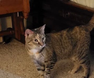 Brewer Animal Hospital: Thornburg Thomas A DVM