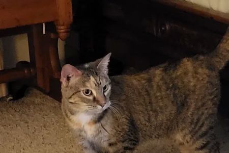 Brewer Animal Hospital: Thornburg Thomas A DVM