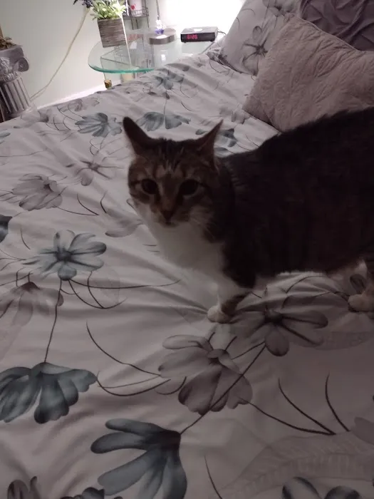 Brewer Animal Hospital: Thornburg Thomas A DVM 12