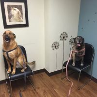 Myers Animal Clinic ico