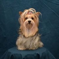 Green Prairie Animal Hospitals ico