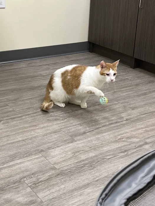 Animal Emergency Clinic 12