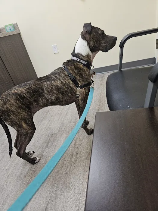 Animal Emergency Clinic 12