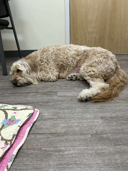 Animal Emergency Clinic 12