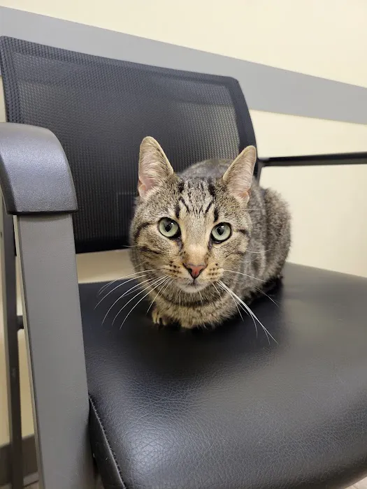 Animal Emergency Clinic 12