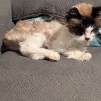 Animal Emergency Clinic ico