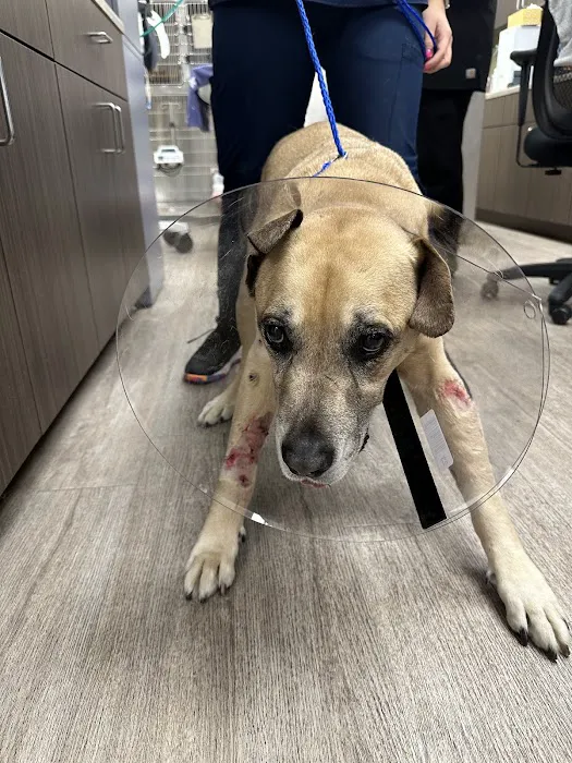 Animal Emergency Clinic 12