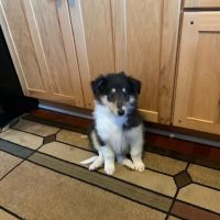 Lancaster Veterinary Hospital ico