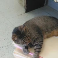 Animal Clinic of Estill County, PLLC ico