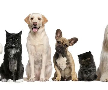 Postville Veterinary Clinic