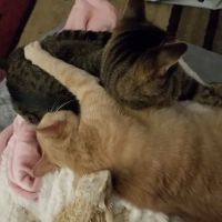 Manchester Animal Med Ctr ico