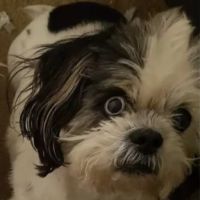 Hillcrest Veterinary Service ico