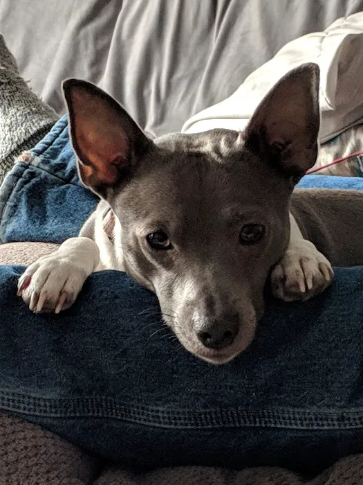 Best Friends Pet Clinic LLC 12