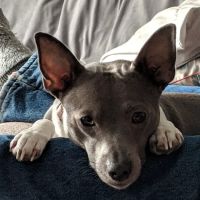 Best Friends Pet Clinic LLC ico