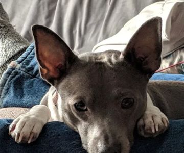 Best Friends Pet Clinic LLC