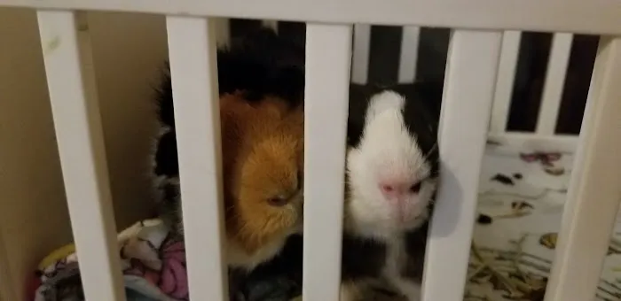 Best Friends Pet Clinic LLC 12