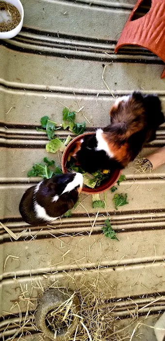 Best Friends Pet Clinic LLC 12