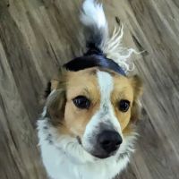 Companion Animal Care Center ico