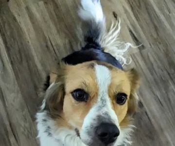 Companion Animal Care Center