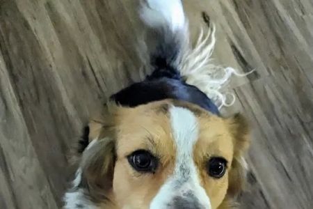 Companion Animal Care Center