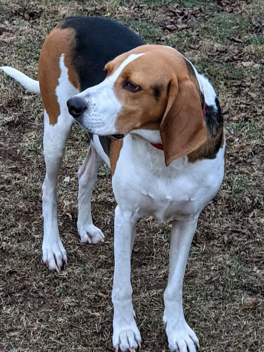 Companion Animal Care Center 12