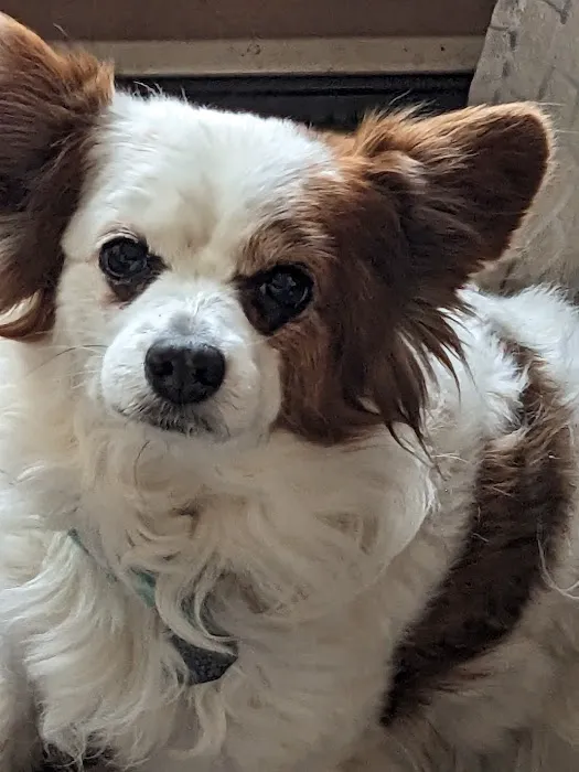 Companion Animal Care Center 12
